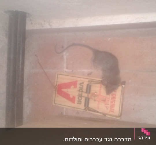 מלכודת עכברים עם עכבר לכוד על רצפה